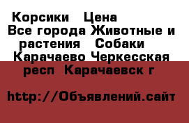 Корсики › Цена ­ 15 000 - Все города Животные и растения » Собаки   . Карачаево-Черкесская респ.,Карачаевск г.